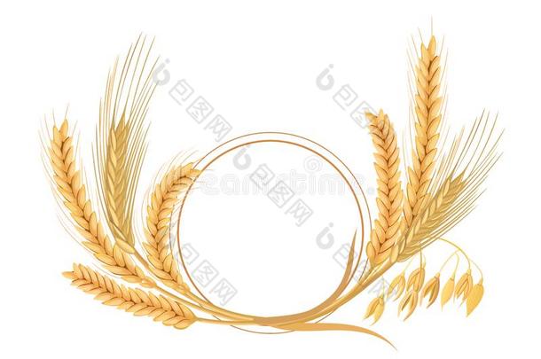 小麦,大麦,燕麦和吉卜赛绅士放置.num.四谷类植物小穗和耳