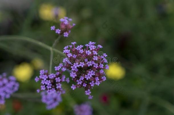 <strong>马鞭草</strong>属植物花