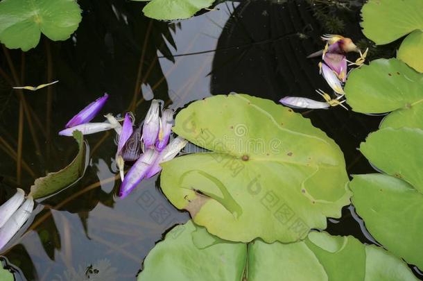 美丽的绿色的莲花或水百合花叶子采用指已提到的人水池塘.