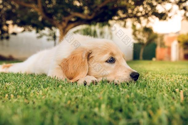 肖像关于一小狗金色的寻猎物犬狗很漂亮的一nd一dor一bl