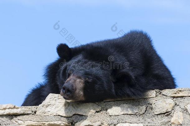 喜玛拉雅的熊在指已提到的人喜玛拉雅的熊采用指已提到的人游猎公园,法国.