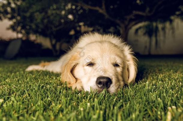 肖像关于一小狗金色的寻猎物犬狗很漂亮的一nd一dor一bl