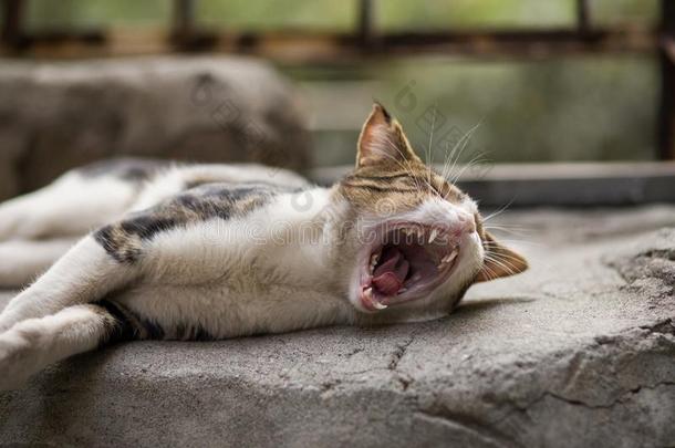 为什么我的生活吸!有趣的走失猫是（be的三单形式打呵欠