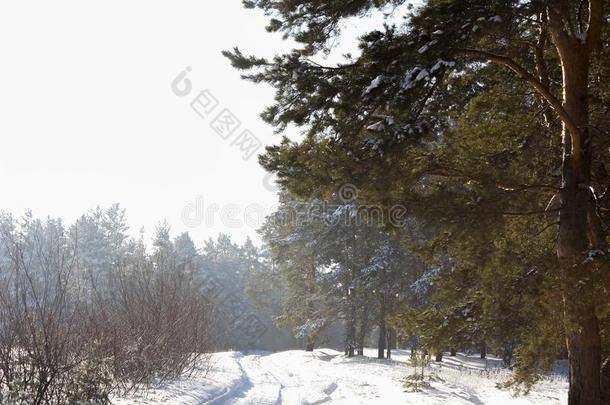 雪路和大的松树