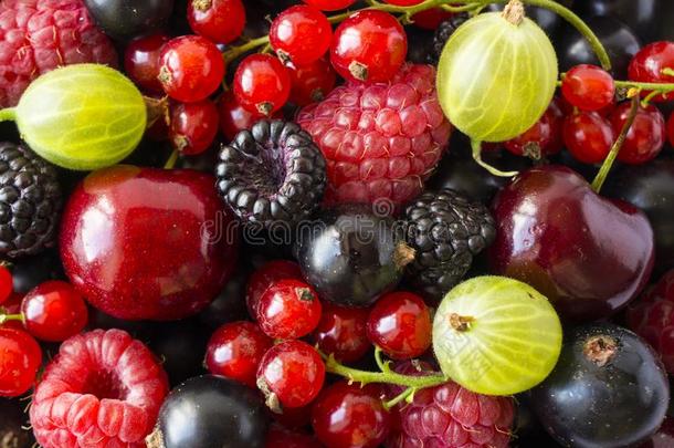 成熟的黑莓,黑醋栗,樱桃,红色的无核小葡萄干,锉刀