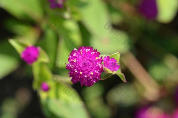 球苋属植物紫锥菊