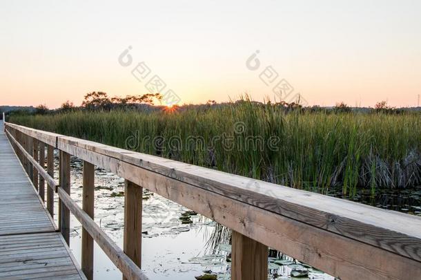 用木板铺成的小道穿过指已提到的人沼泽在日落