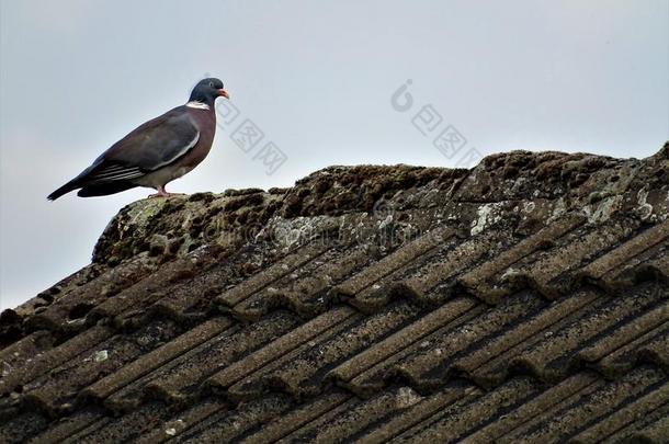普通的木材鸽子向一屋顶顶