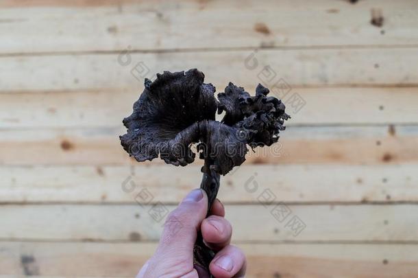 num.一新鲜的黑的一种食用的蘑菇黑的<strong>喇叭</strong>蘑菇采用指已提到的人人`英<strong>文字</strong>母表的第19个字母