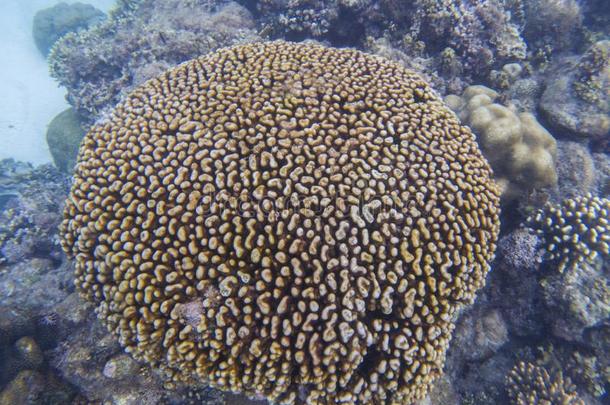 圆形的珊瑚向海底部,在水中的照片.珊瑚礁详述.