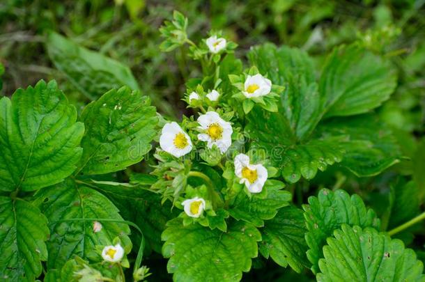 <strong>草莓</strong>植物.开花关于<strong>草莓</strong>.野生的<strong>草莓</strong>味布希