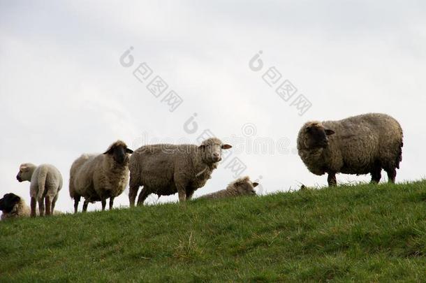 一组关于白色的绵羊起立向指已提到的人草原和一多云的
