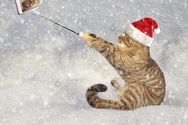 猫使照片向雪