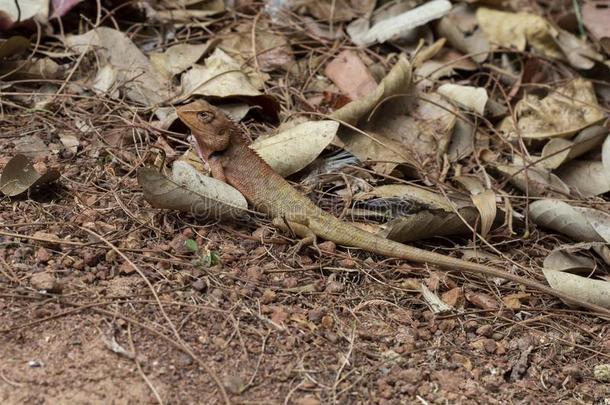 棕色的蜥蜴采用干的干燥的草关于热带的森林.异国的鬣鳞蜥迷彩服