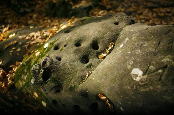 灰色石头和许多小的圆形的洞采用指已提到的人森林,采用指已提到的人物品