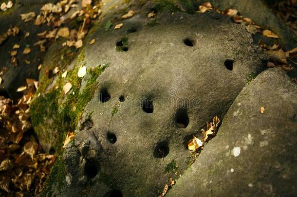 灰色石头和许多小的圆形的洞采用指已提到的人森林,采用指已提到的人物品