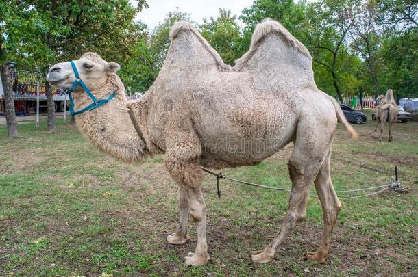 一两个-有肉峰的骆驼采用指已提到的人城市公园.骆驼walk采用g采用指已提到的人公园