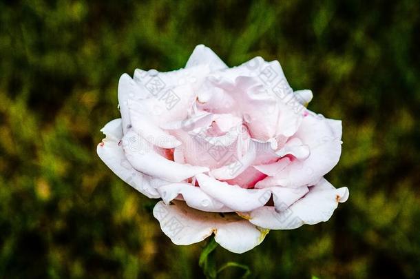 一小的湿的光粉红色的玫瑰