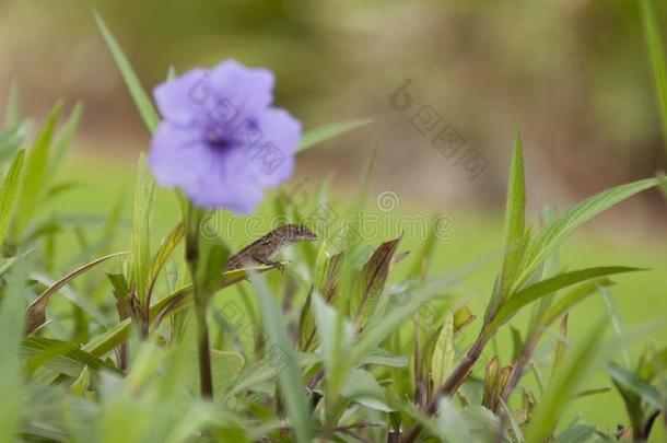 蜥蜴躲<strong>藏经</strong>过紫色的花