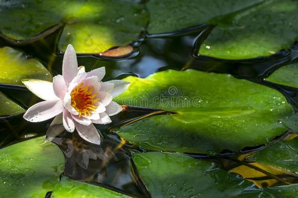 早的早晨关于粉红色的水百合花海马科和海马科洛莎.若虫起义