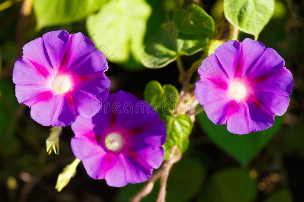 断开的花关于紫色的旋花类植物贡献出同样地一b一ckground