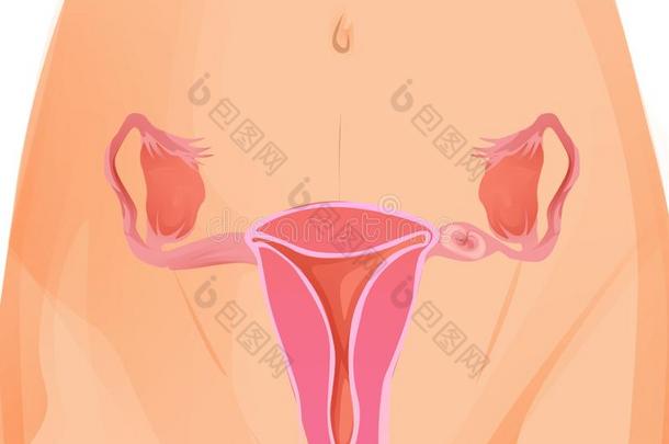 子宫和卵巢,子宫颈,输卵管管隔离的向后座