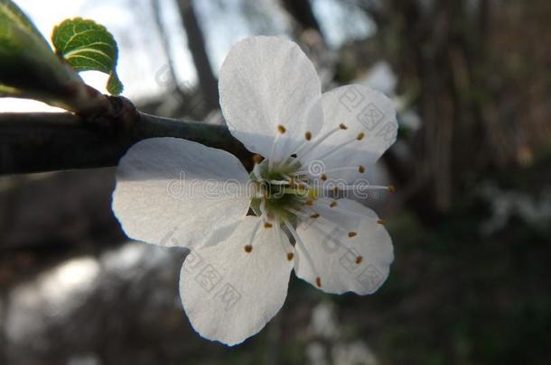 一美丽的樱桃花采用指已提到的人日落,树,