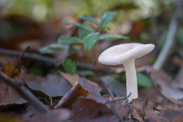 蘑菇红菇属积分采用指已提到的人森林