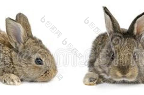 收集年幼的兔子和不同的照相机角隔离的向