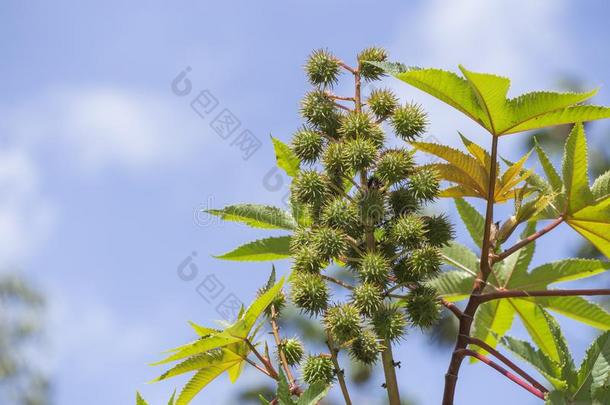 成果从哪一个指已提到的人小脚轮油是（be的三单形式萃取的,植物蓖麻commerce商业