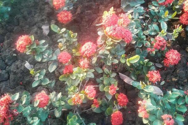 最新事物美丽的红色的<strong>鲜花</strong>植物`<strong>英文</strong>字母表的第19个字母