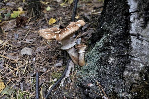 蘑菇蜂蜜蘑菇木耳采用指已提到的人秋森林