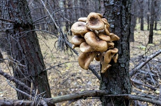 蘑菇蜂蜜蘑菇木耳生长的高的向一树