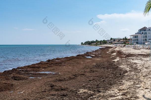 马尾藻类海草海草海水藻问题向指已提到的人海滩关于墨西哥