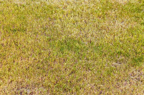 好照料或梳洗草地为高尔夫球,足球和别的户外的有关运动的.