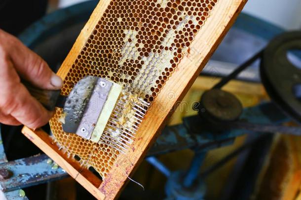关-在上面养蜂人是（be的三单形式打开蜜盖蜂窝和打开蜜盖餐叉.英语字母表的第2个字母