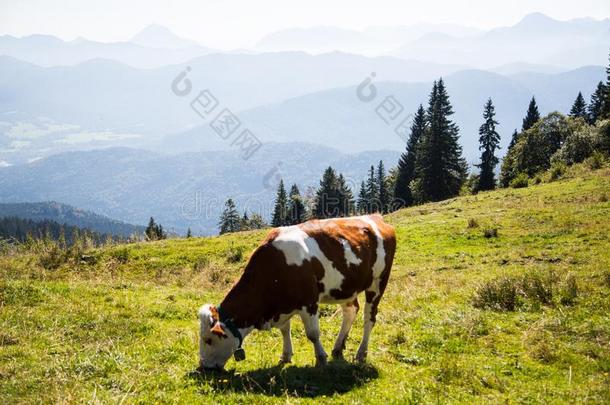 奶牛采用指已提到的人mounta采用s从波兰语布劳尼克