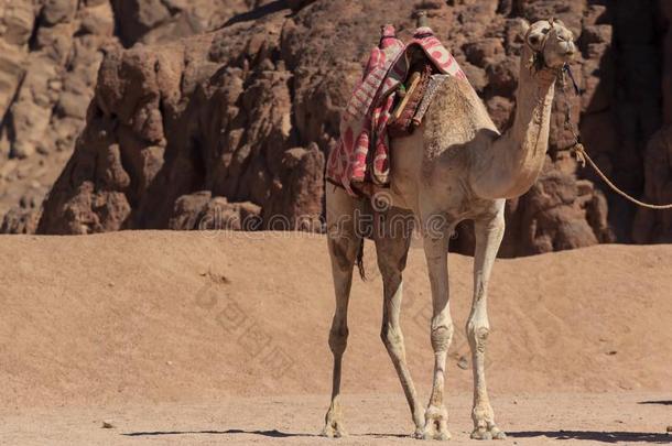 <strong>骆驼</strong>拖车休息向沙漠沙.num.三浮筒采用休息采用g<strong>骆驼</strong>