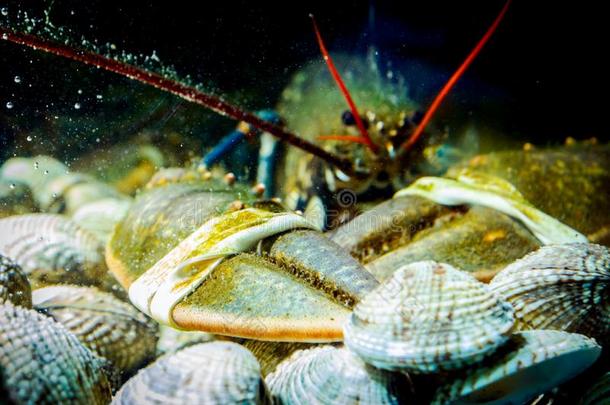 富有色彩的小龙虾为卖,海甲壳纲动物和蛤里面的南极洲