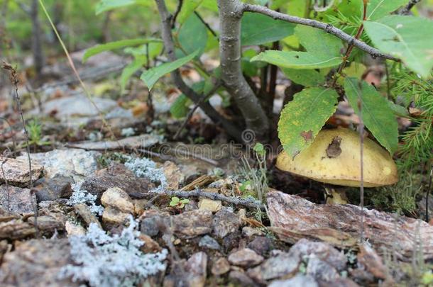 <strong>蘑菇</strong>生苔采用指已提到的人夏采用指已提到的人苔藓在下面指已提到的人树.