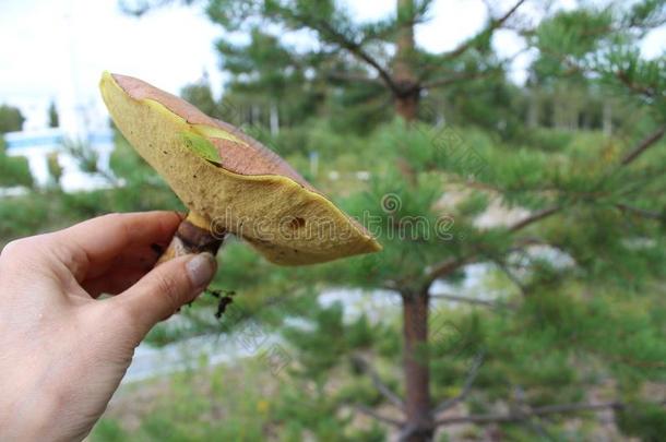 <strong>蘑菇</strong>生苔采用指已提到的人夏采用指已提到的人手关于男人.