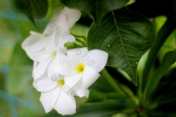 花丛关于梅花普迪卡,小提琴叶子梅花,金色的