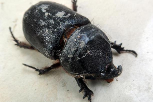 恶劣的黑的圣甲虫昆虫详细资料