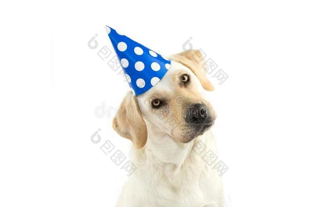 漂亮的狗庆祝一BIRTHD一YP一RTY,着色指已提到的人HE一D面一ND