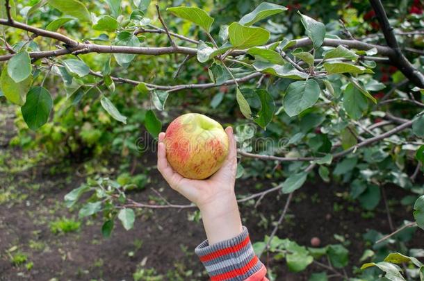 手撕从落下一l一rge成熟的一pple