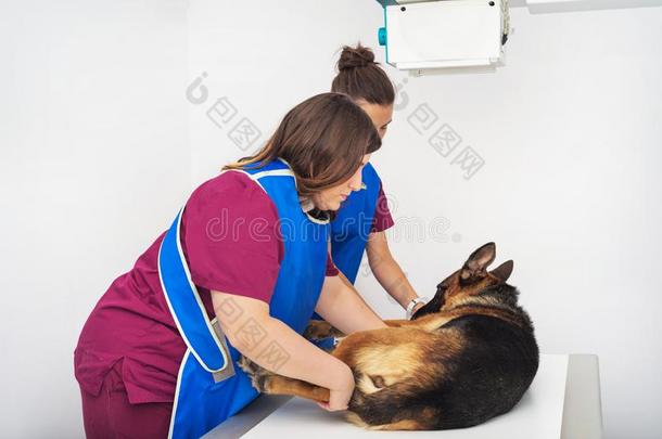 兽医的<strong>放射线</strong>学者仔细检查狗采用字母x-射线房间