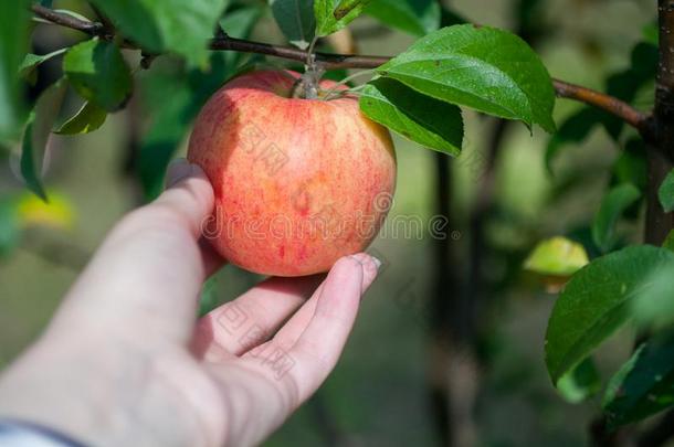 手采摘一苹果在的时候主要的收割季节