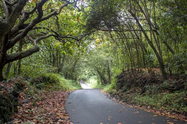 单一的小路路通过绿色的拱形的树和落下树叶