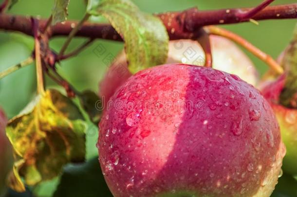 成熟的红色的苹果向一苹果树;收获,秋.