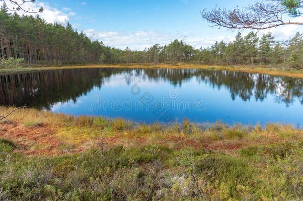 一美丽的小路通过一gre一t沼泽采用斯托福斯瑞典